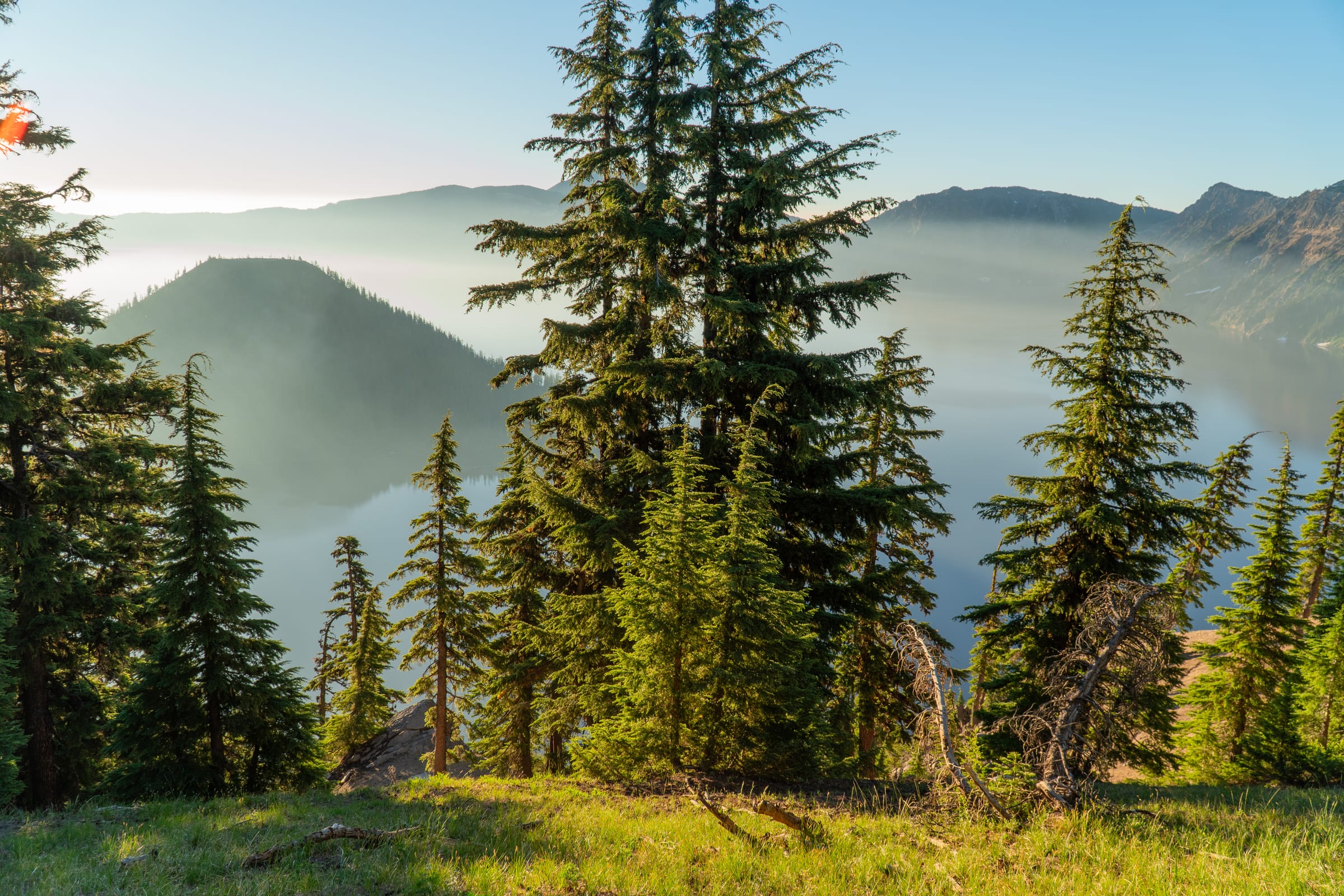 Firs on a grassy slope above Crater Lake on a July morning, Wizard Island soft in the haze