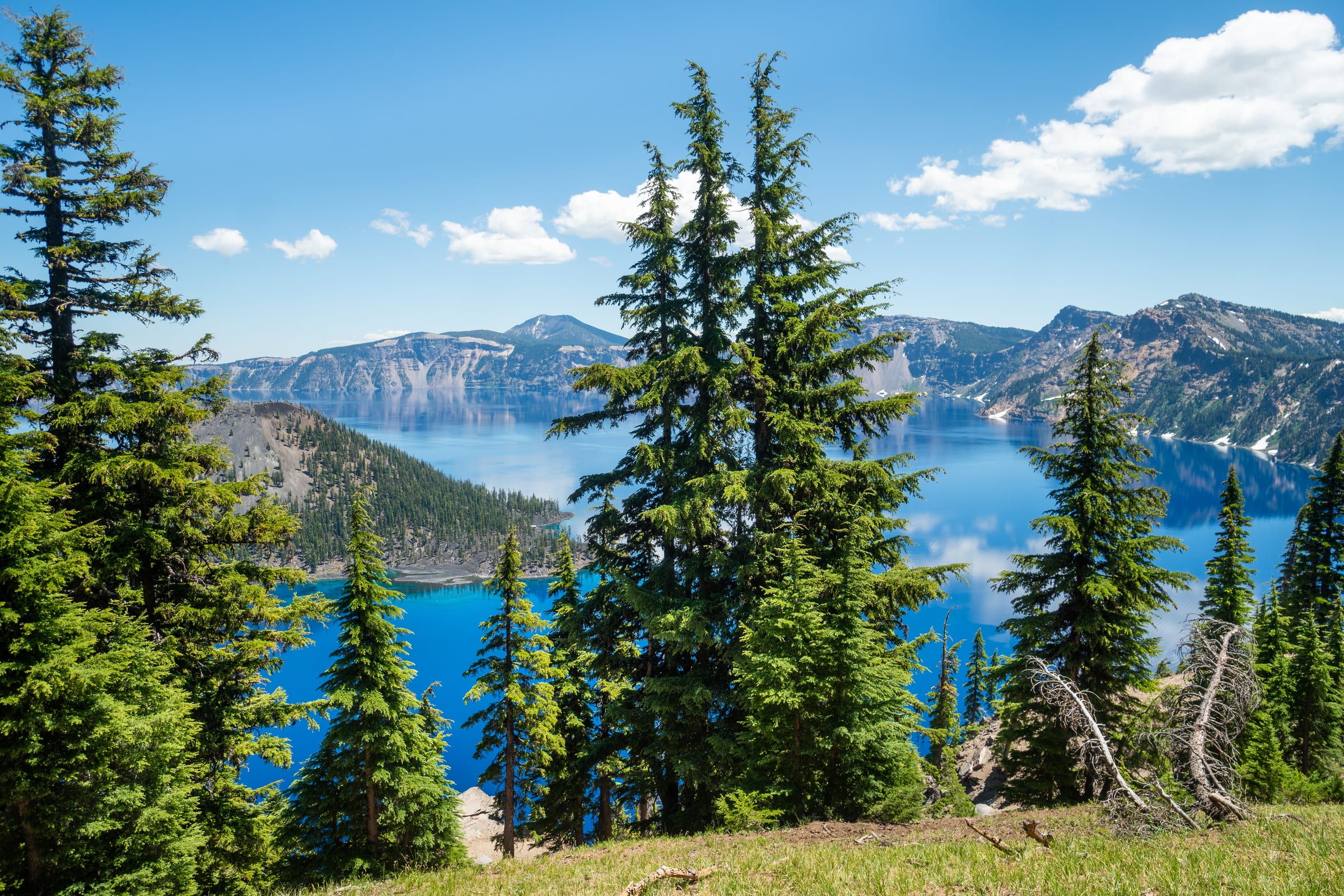 Tall firs on a grassy slope above the blue water of Crater Lake in July, the far rim under white clouds