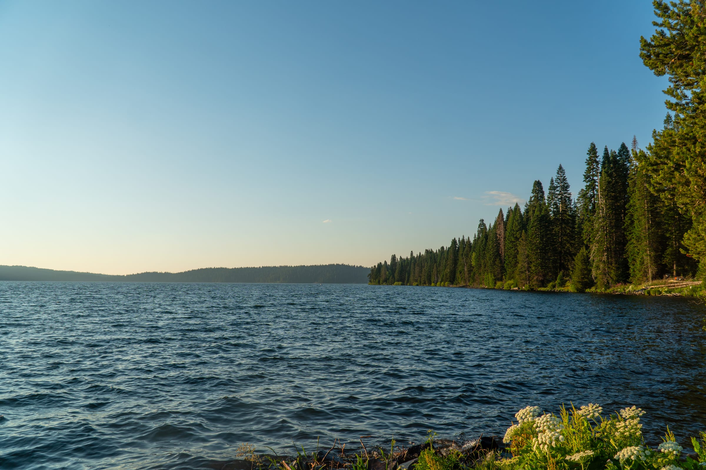 The blue water of Diamond Lake on a July evening, firs along the shore and flowers at the water's edge