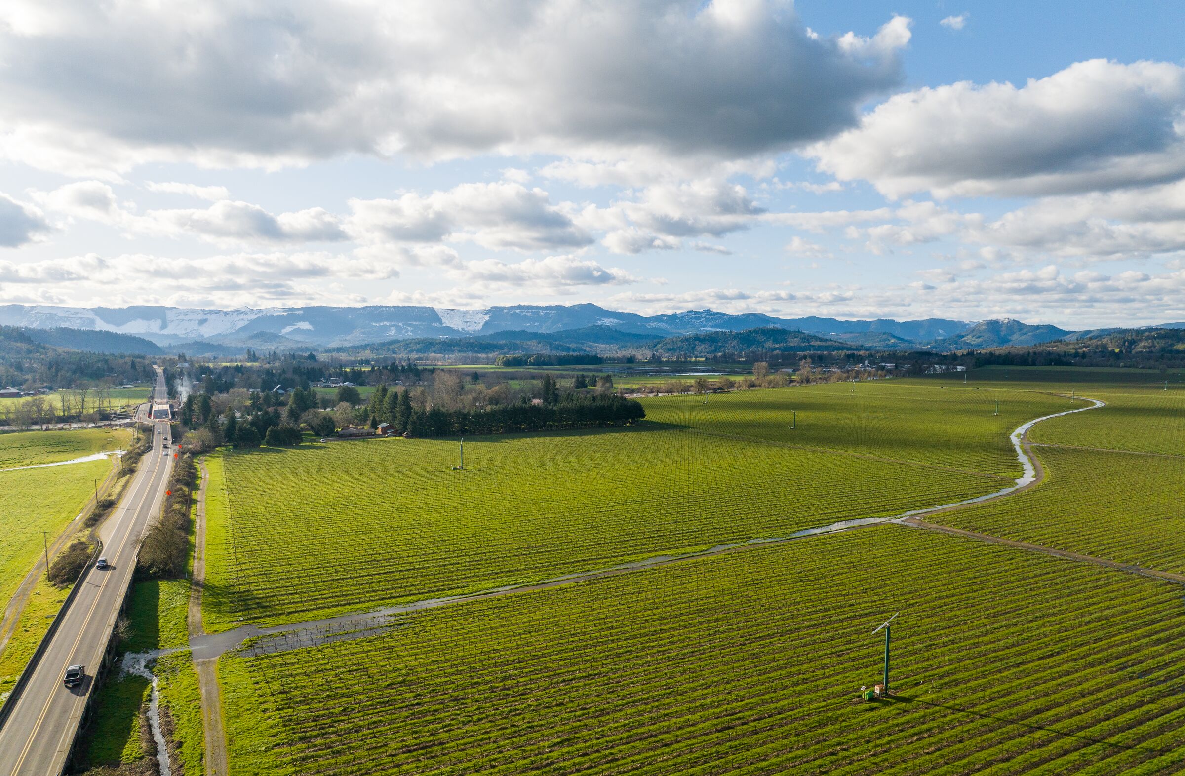 Rows of vines at Melrose from the air in March, the road beside them and hills under white clouds