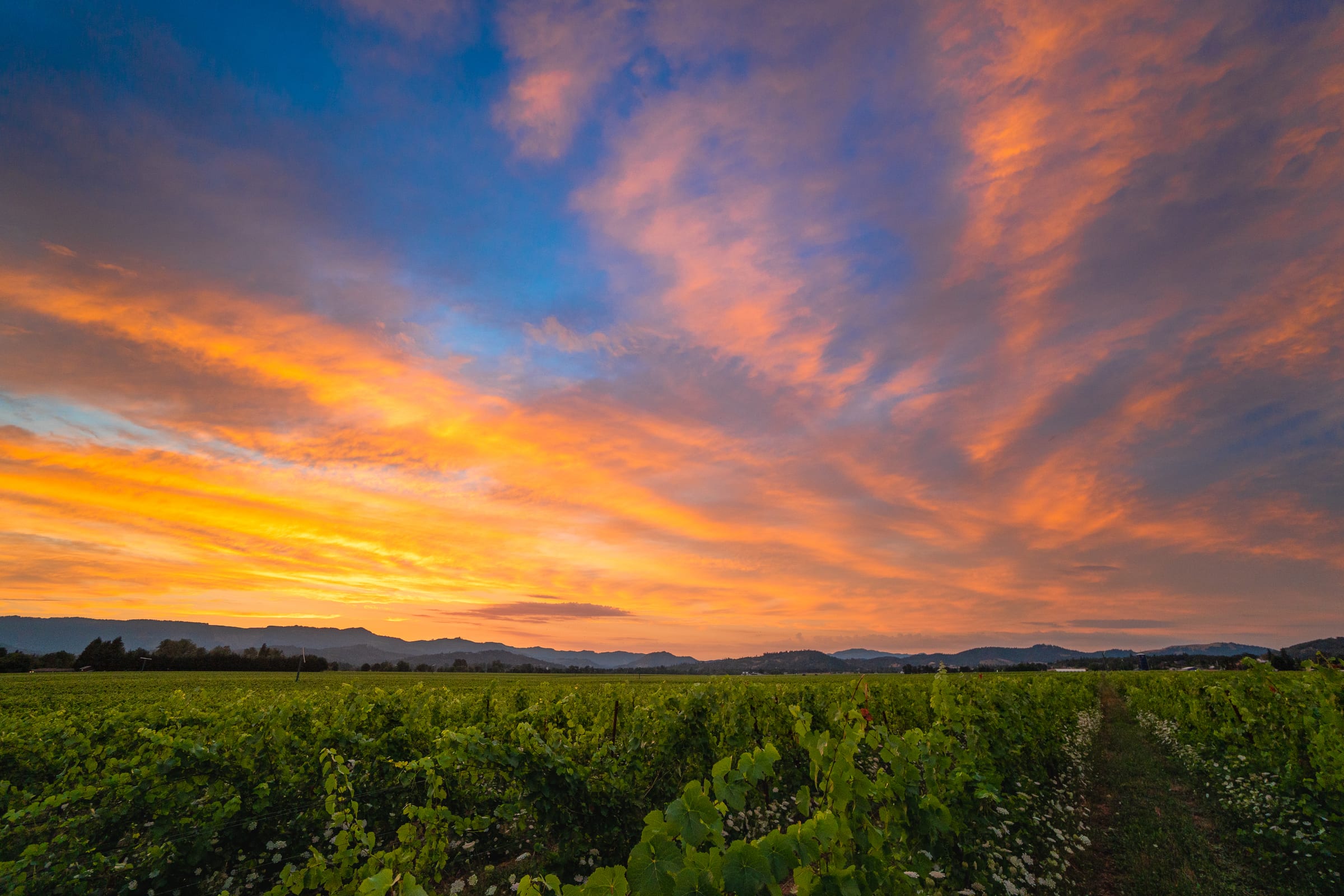 Orange and blue August sunset clouds over rows of vines at Melrose