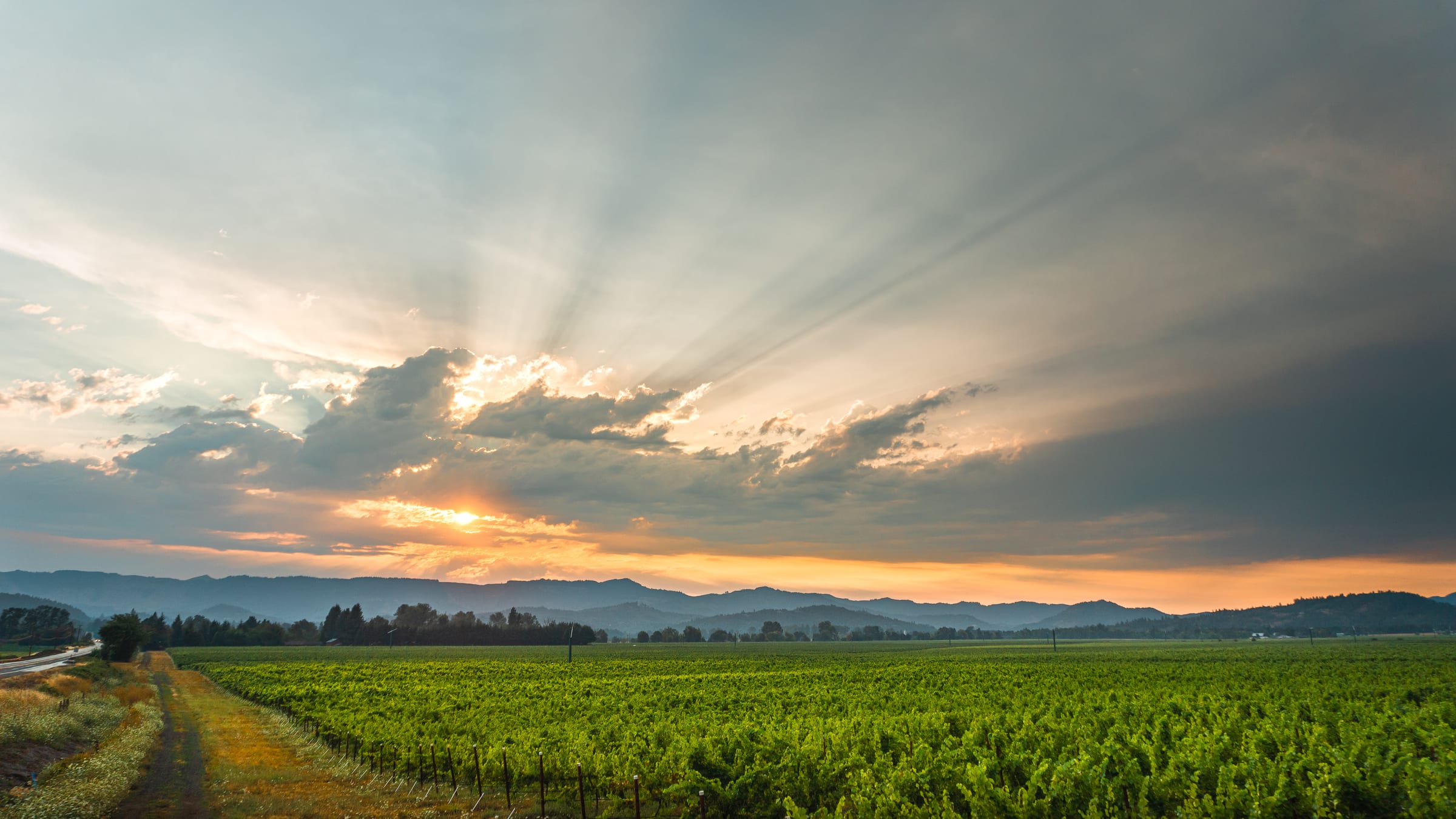 Rows of green vines at Melrose under a July sunset, rays of light fanning across the clouds