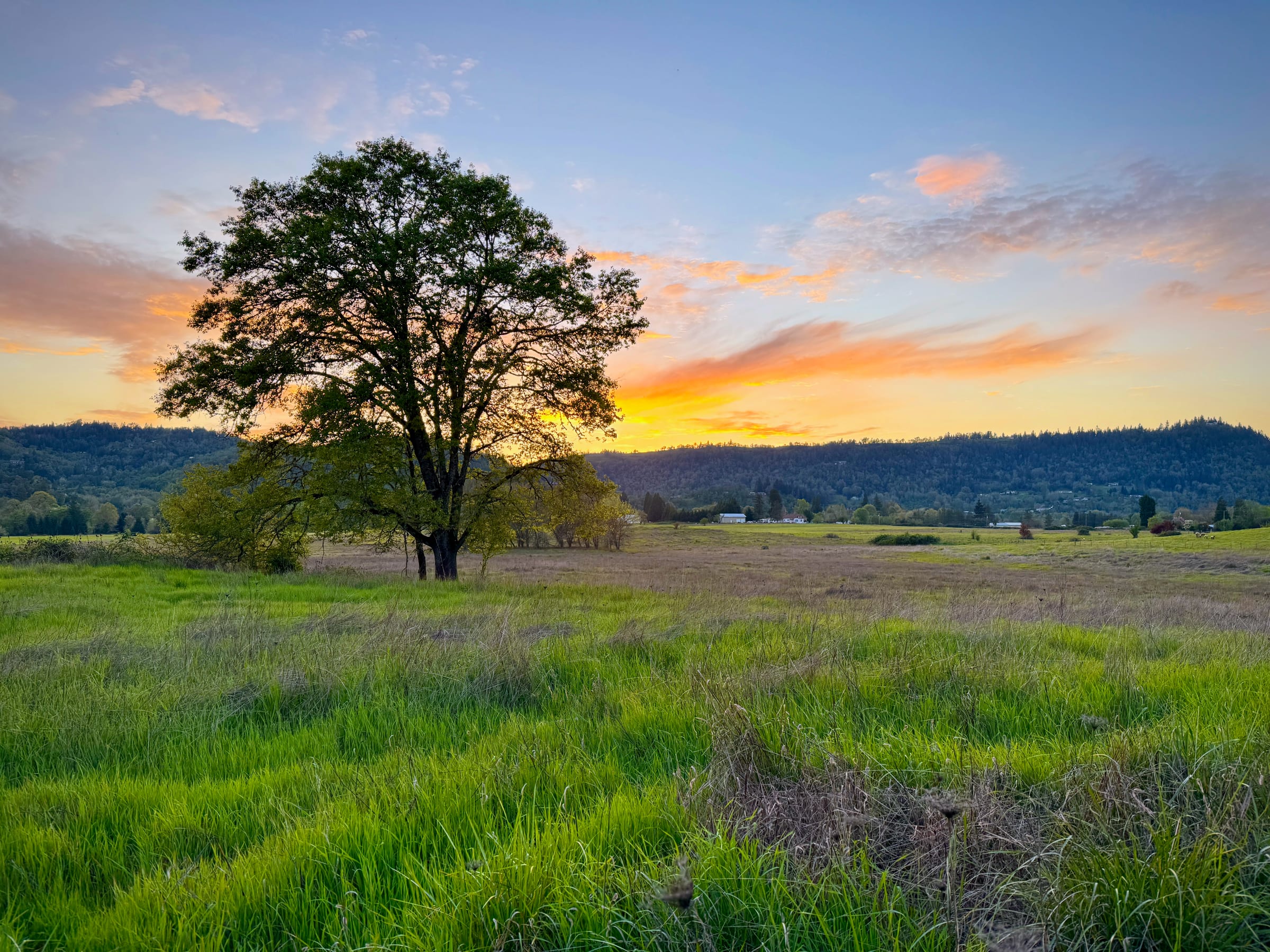 A lone oak in a green April field outside Roseburg, the sunset sky yellow and blue behind it