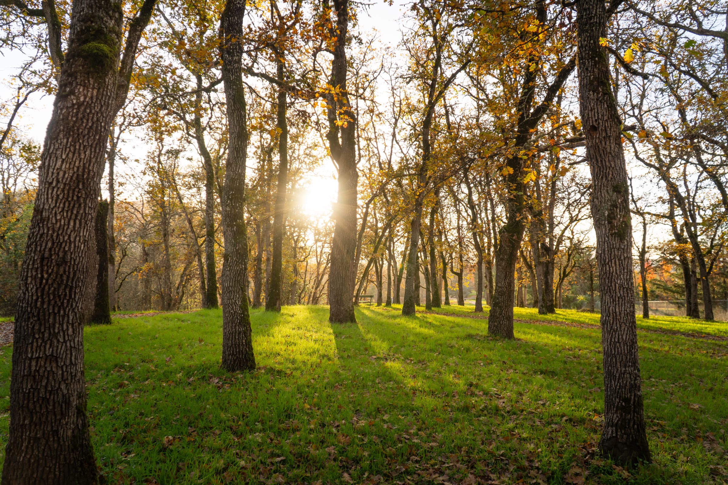 Oak trees on a green slope near Roseburg, low November sun shining between the trunks