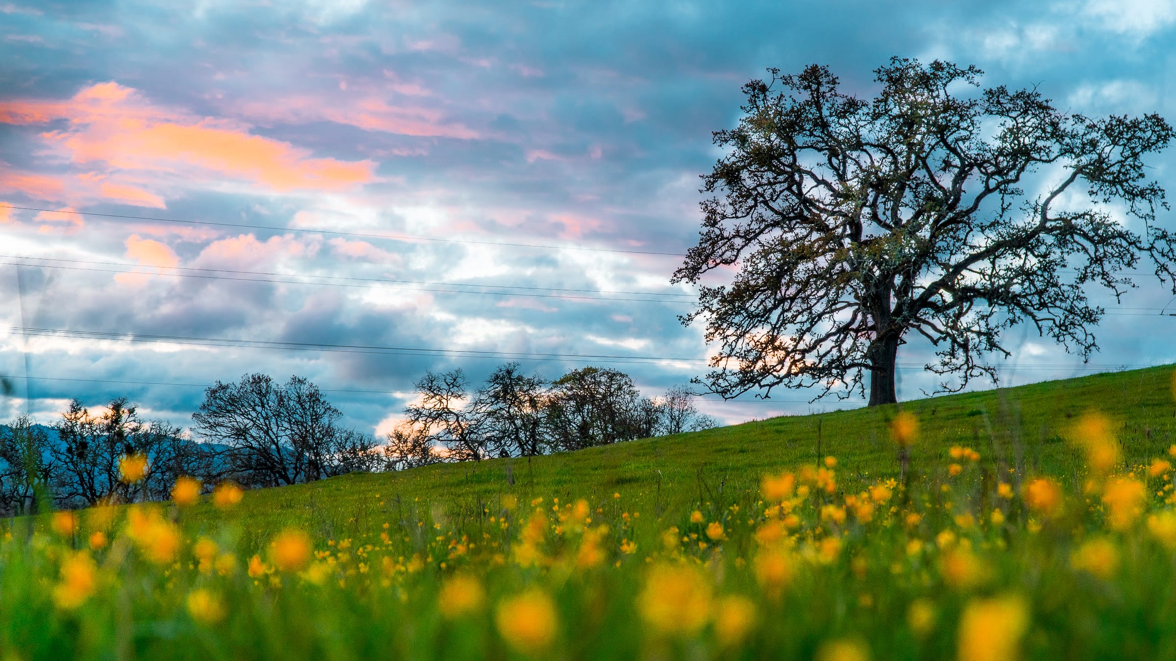 Yellow wildflowers on a green March hillside near Roseburg, a bare oak against a blue and pink evening sky