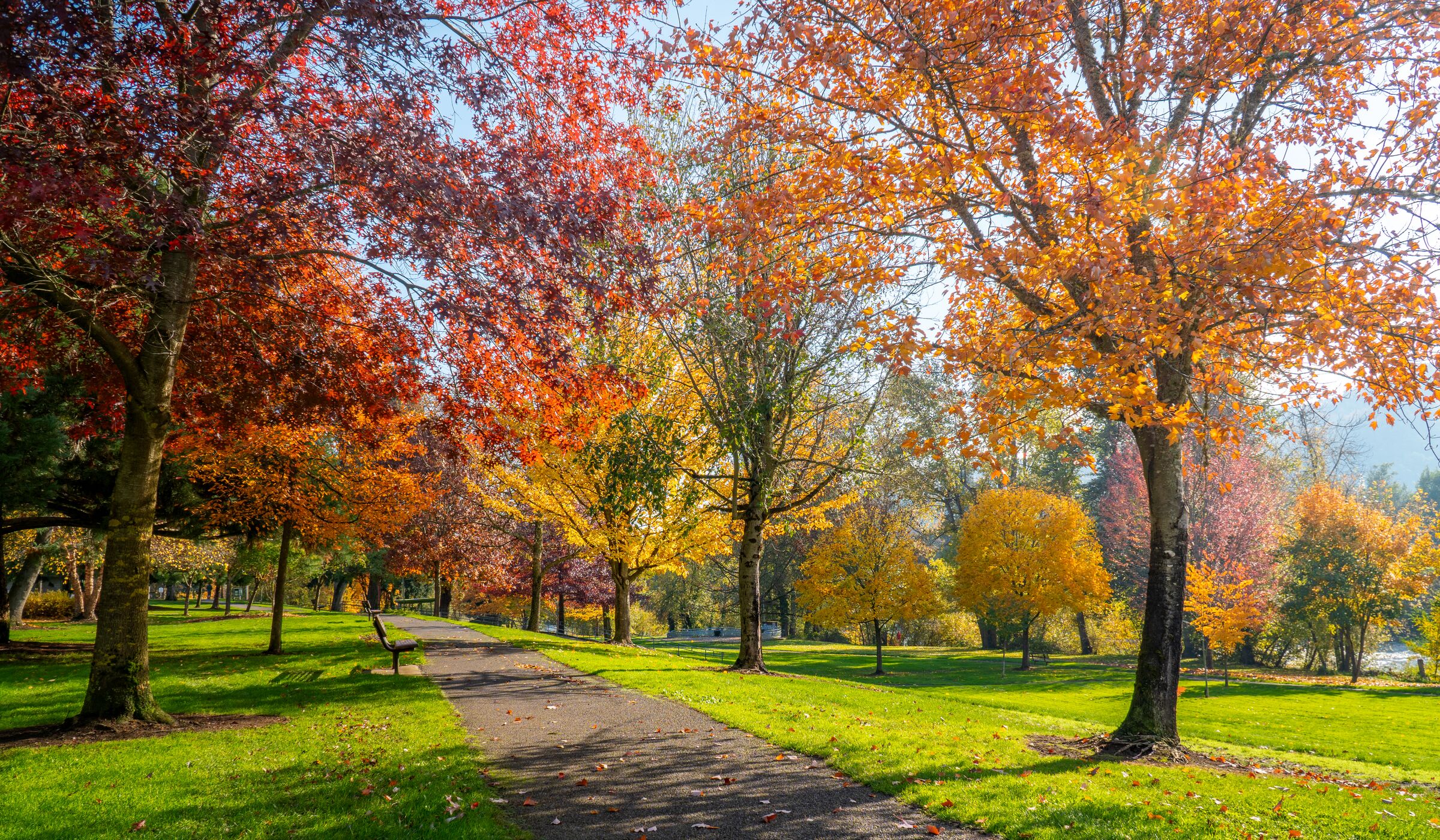 Red and orange maples over a path at Stewart Park in November, green grass on both sides