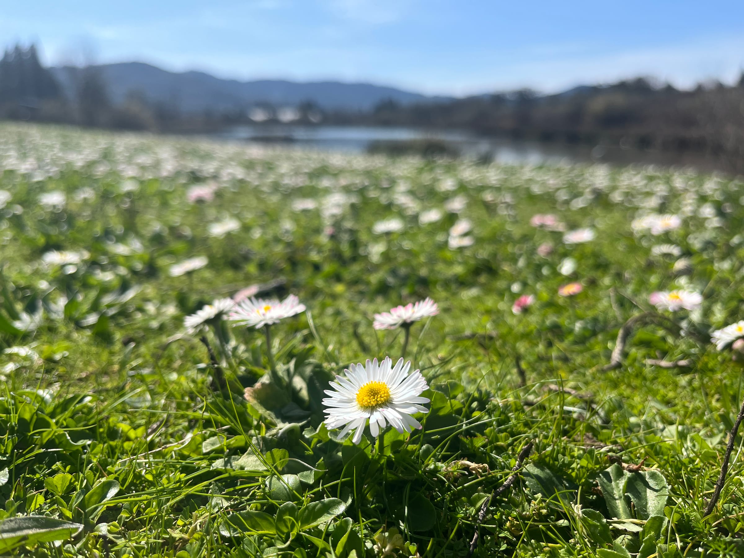 Daisies in the grass at Stewart Park in March, the pond and the hills soft behind them